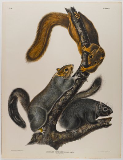 kedi sincap by John James Audubon