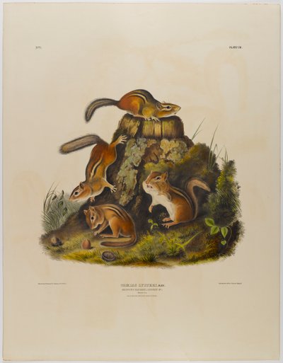 Sincap hackee yontma by John James Audubon
