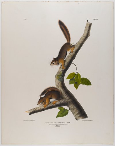 Kolomb sincabı by John James Audubon