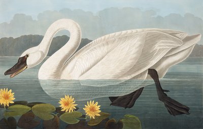 Common American Swan, Cygnus Americanus, John J. Audubon