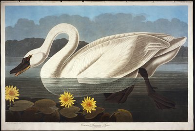 Ortak Amerikan Kuğu. ıslık çalan kuğu by John James Audubon