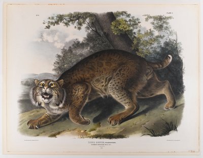 Ortak Amerikan yaban kedisi by John James Audubon
