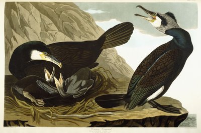 Ortak Karabatak, 1835 by John James Audubon