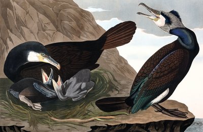 Adi Karabatak, Phalacrocorax Carbo, John J. Audubon