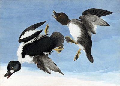 Ortak Goldeneye, John J. Audubon
