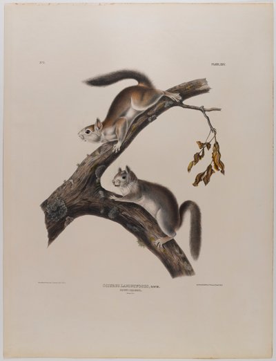 tüylü sincap by John James Audubon