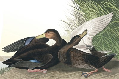 Gölgeli Ördek, Anas Obscura, John J. Audubon