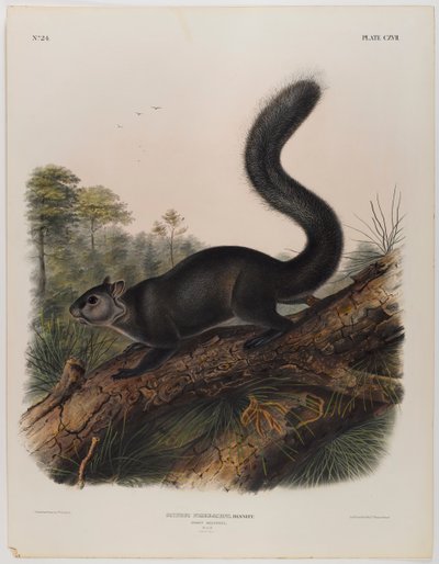 esmer sincap by John James Audubon