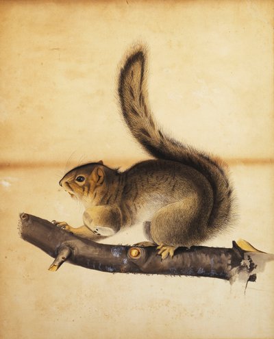 Tam Kışlık Paltolu Doğu Gri Sincap, 1840