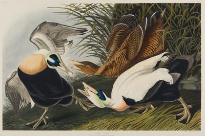 Eider Duck, 1835 (kağıt üzerinde wc) by John James Audubon