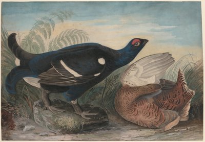 İngiliz Siyah Musluklar by John James Audubon