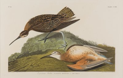 Esquimaux Curlew, 1834 (kağıt üzerinde wc) by John James Audubon