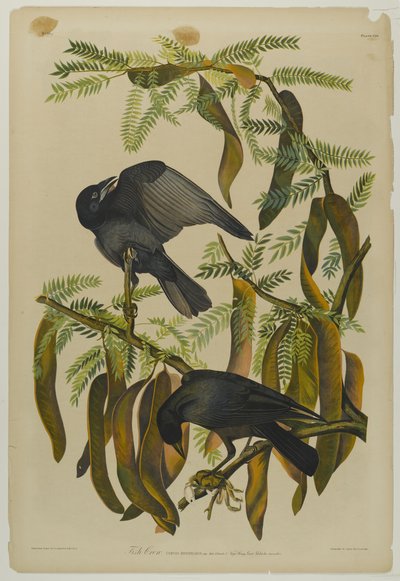 Balık Kargası, Julien Bien tarafından basıldı ve Roe Lockwood & Son tarafından yayınlandı, 1861 (krolitografi) by John James Audubon