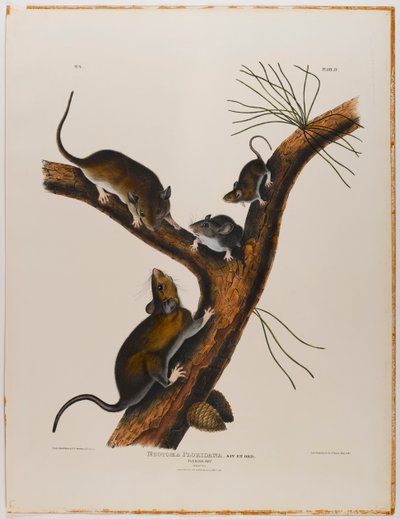 Florida faresi by John James Audubon