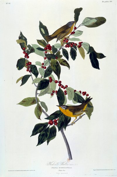 John James Audubon (1780-1851) (ec.am.) 1826-1830 tarafından Çiçekler ve Kuşlar İpek Tablo. Paris, B.N. by John James Audubon