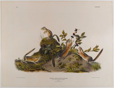 Dört çizgili yer sincabı by John James Audubon
