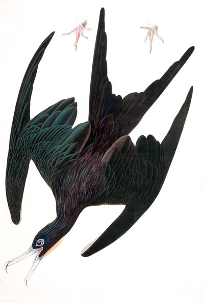 Fırkateyn Pelikan, Tachypetes Aquilis, John J. Audubon'un "The Birds of America" kitabından, pub. 1827-38 (el renkli gravür) by John James Audubon