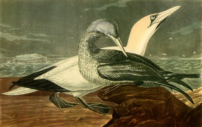 "Gannets", 1836, 1942. by John James Audubon