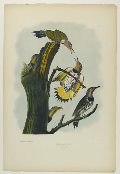 Altın kanatlı Ağaçkakan, Julien Bien tarafından basıldı ve Roe Lockwood & Son tarafından yayınlandı, 1861 (kromolitograf) by John James Audubon