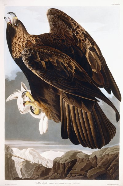 Altın Kartal, 1833 by John James Audubon