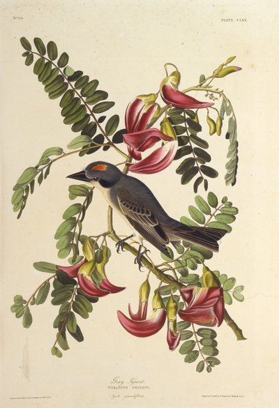 Gri Tiran. Amerika Kuşları, 1827-1838