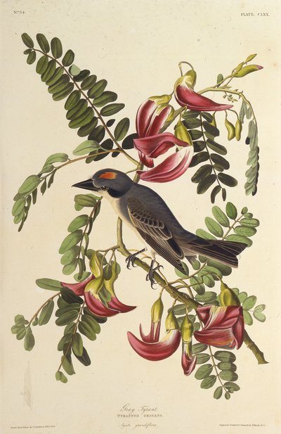 Gri Tiran. Amerika Kuşları, 1827-1838