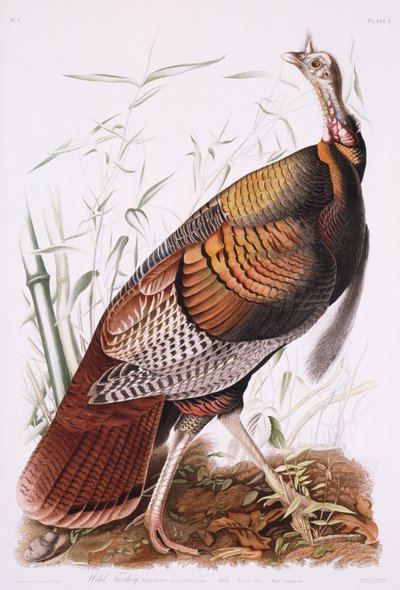 Büyük Amerikan Horozu veya Vahşi Hindi by John James Audubon