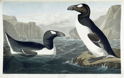 Büyük Auk, 1836 by John James Audubon