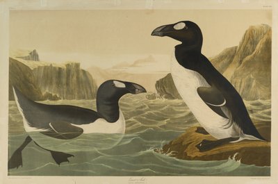 Julien Bien tarafından basılan ve Roe Lockwood & Son tarafından yayınlanan Great Auk, 1861 (kromolitograf) by John James Audubon