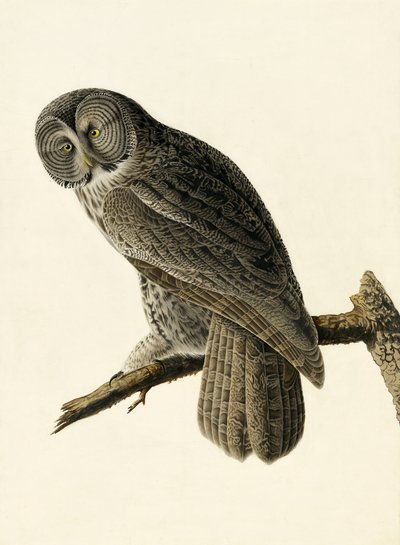 Büyük Cinereous Owl, Strix Nebulosa, John J. Audubon