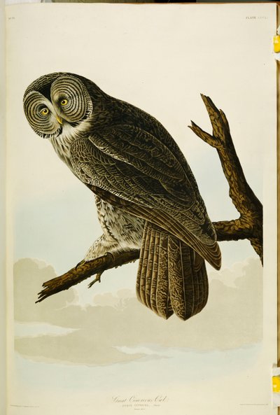 "Amerika Kuşları" ndan Büyük Cinereous Baykuş by John James Audubon