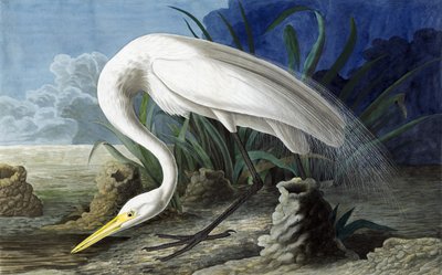 Büyük Ak balıkçıl, Casmerodius Albus, John J. Audubon