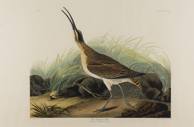 Great Esquimaux Curlew, 1835 (kağıt üzerinde wc) by John James Audubon
