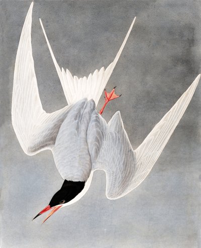 Büyük Sumru, Sterna Hirundo, John J. Audubon