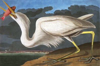 Büyük Beyaz Balıkçıl, Ardea Occidentalis, John J. Audubon