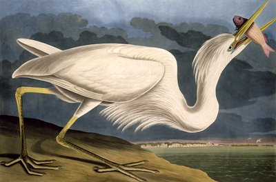 Robert Havell (1793-1878) 1835 tarafından oyulmuş 