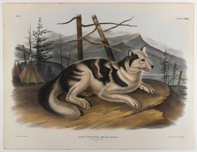 Tavşan Hint köpeği by John James Audubon