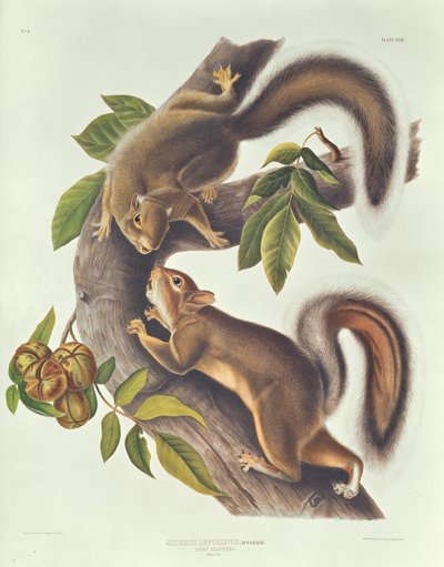Tavşan Sincap (Sciurus Leoporinus) by John James Audubon