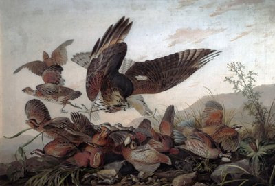 Kekliklere Saldıran Şahinler, 1826 by John James Audubon