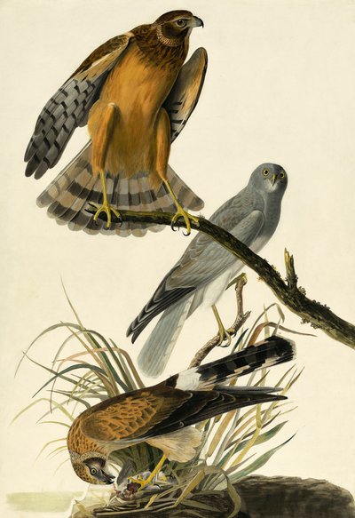Tavuk Harrier, Circus Cyaneus, John J. Audubon