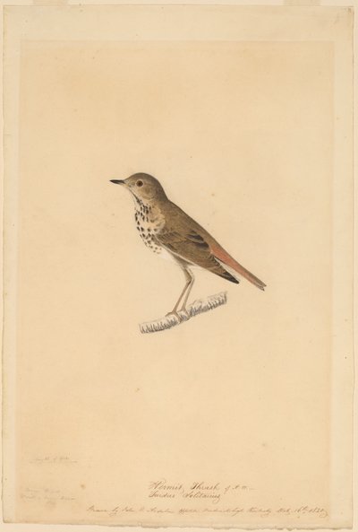 münzevi ardıç by John James Audubon