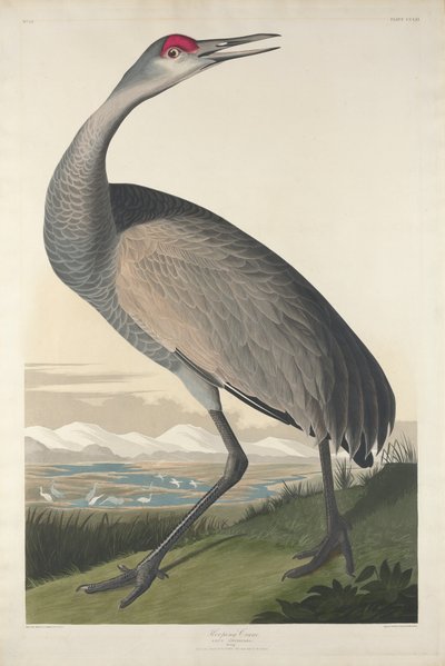 Çemberli Vinç, 1835 by John James Audubon