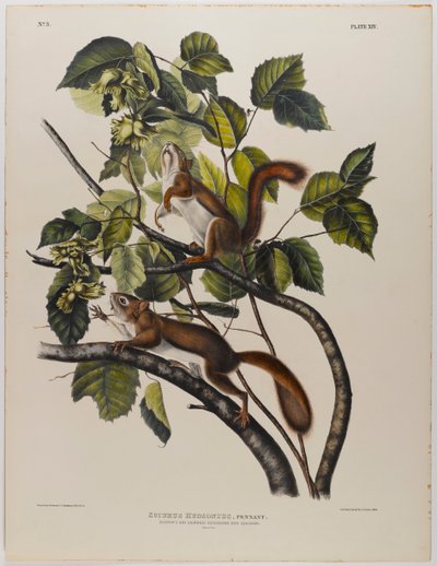 Hudsons Körfezi sincabı by John James Audubon
