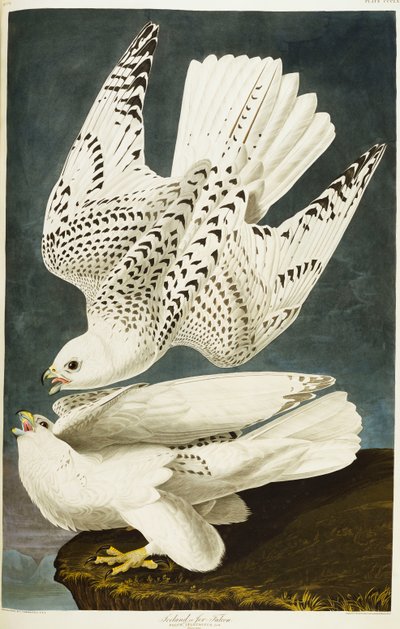 İzlanda veya Jer Falcon. gyrfalcon by John James Audubon