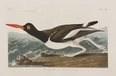 'Birds of America'dan bir çizim by John James Audubon