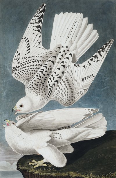 Jer veya İzlanda Şahini, Falco Islandicus, John J. Audubon tarafından yazılan "Amerika Kuşları"ndan, pub. 1827-38 by John James Audubon