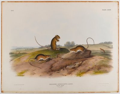 zıplayan fare by John James Audubon