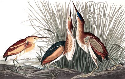 Least Bittern, Ixobrychus Exilis, John J. Audubon
