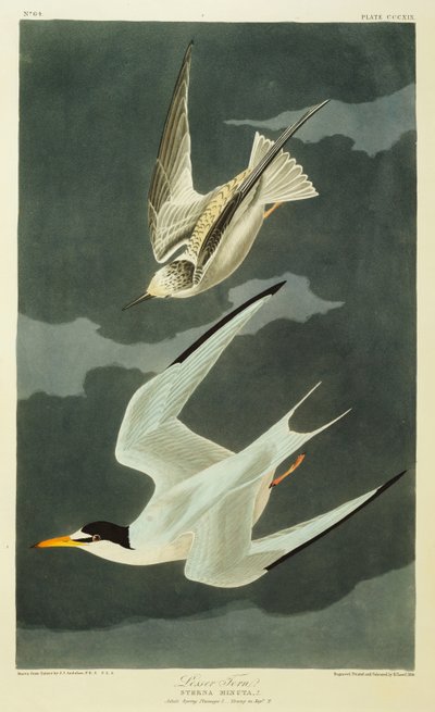 Küçük Tern. Küçük Sumru by John James Audubon