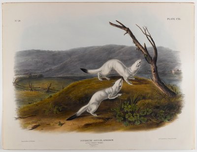 Küçük çevik gelincik by John James Audubon